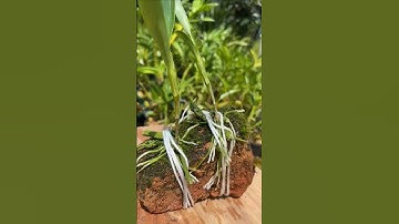 Learning how to grafting longest dendrobium on the rock #orchid #short 🌱🌵🌵🌵🌱🌵🌵🌱😍😍