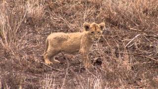 Lion Cubs