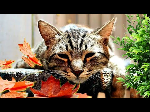 - Я здесь НЕ ВЫЖИВУ! – застонал КОТ, с трудом открыв слипшиеся от слёз глаза, и этот стон…