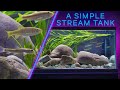 This STREAM Aquarium is Mesmerizing — EASY PLANTS