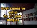 Visited 200 pair Budgie royal setup | royal life of Budgies | huge multiplication of birds