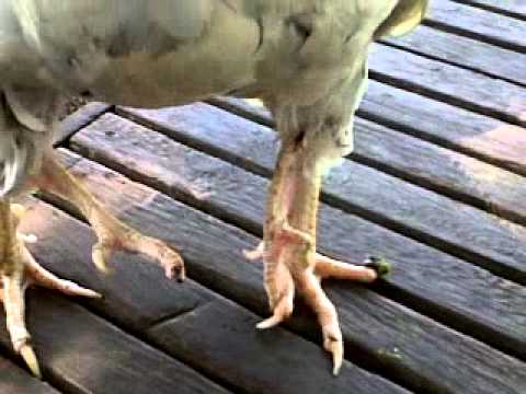 Video: Seekor Ayam Berkaki Empat Lahir Di Kuban - Pandangan Alternatif