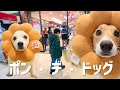 コーギーと暮らす小学4年生の冬休み【ミスド福袋編】