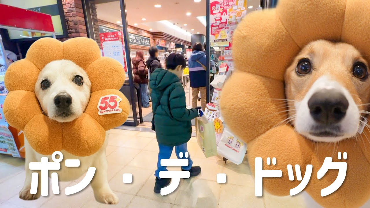 コーギーと暮らす小学4年生の冬休み【ミスド福袋編】