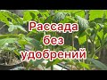 Рассада без удобрений .