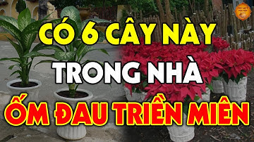 Tuyệt Đối Cấm Trồng 6 Loại Cây Này Trong Nhà Kẻo Gia Chủ ỐM ĐAU TRIỀN MIÊN, Tiền Vàng Đội Nón Ra Đi