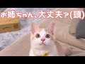 姉の奇行を真っ直ぐな目で見つめる猫……