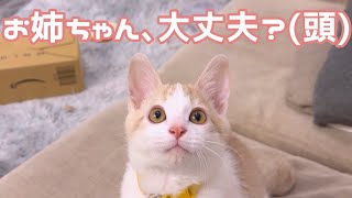 姉の奇行を真っ直ぐな目で見つめる猫……