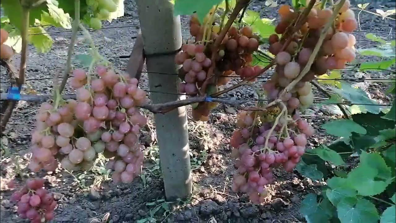 Виноград белая надежда описание сорта фото отзывы видео фото