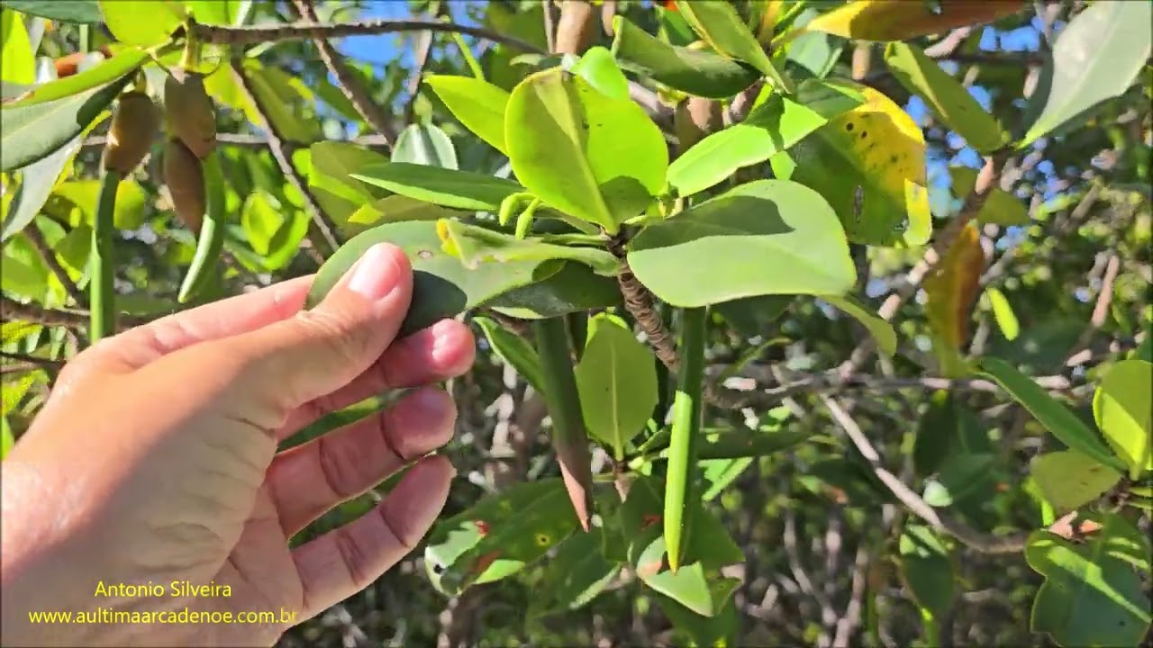 Red mangrove (Rhizophora mangle) Florida USA by Antonio Silveira.