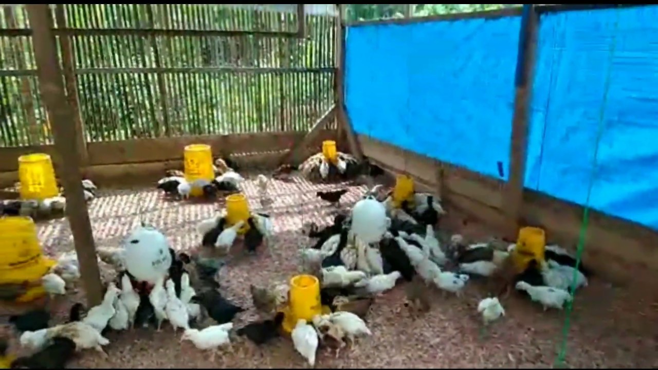 TERNAK AYAM JOPER  SUKSES DI KANDANG  LANTAI YouTube