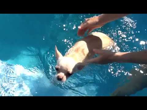 Видео: Чихуахуа плавает в бассейне