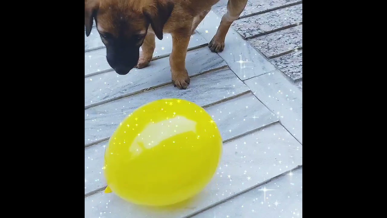 Dog playing with balloon | Funny Creations | Wizard Gags