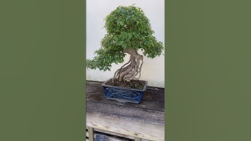 More epic bonsai trees 🤩 #bonsai #plants #dc