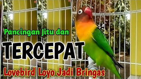 PANCINGAN LOVEBIRD JITU DAN TERCEPAT, Labet Loyo Jadi Bringas Emosi Bunyi Ngetik Lanjut Ngekek