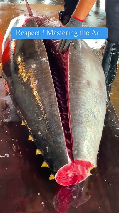 Precision and Skill Filleting Luxurious Bluefin Tuna Otoro #bluefintuna #otoro #sashimi hd