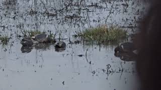 Mallards and teal feeding in shallow water