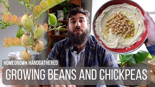 Growing Beans and Chickpeas (Planting to Harvest) by Homegrown Handgathered 36,104 views 2 months ago 11 minutes, 25 seconds