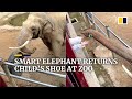 Smart elephant returns child’s shoe at zoo in China