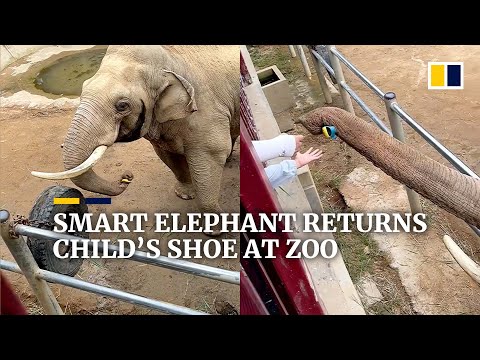 Smart elephant returns child’s shoe at zoo in China