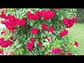 Die schönsten Rosen Badens – Baden'in en güzel gülleri (1/2)