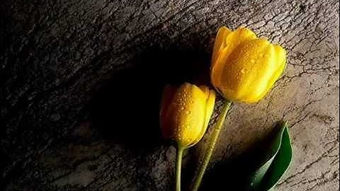 تلاوة خاشعة جدا  لماهر المعيقلي اواخر سورة ياسين