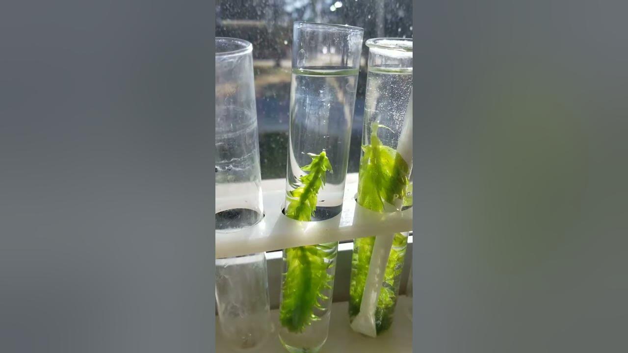 Elodea Lab and Photosynthesis Set example - YouTube