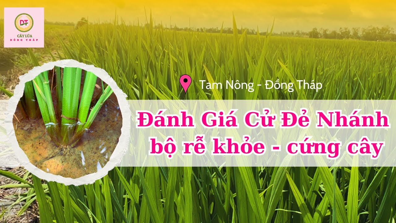 Đánh Giá Cử Đẻ Nhánh| Bộ Rễ Khoẻ - Cứng Cây #caylua #dongthap # ...