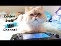 My Cat Cookie Took Over My Channel For A Day - The Real Star Of This Channel