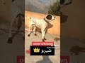 bully kutta/bully dog/Pakistani fighters bully dog