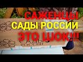 Саженцы Сады России Обзор Посылки. Обзор Саженцев.