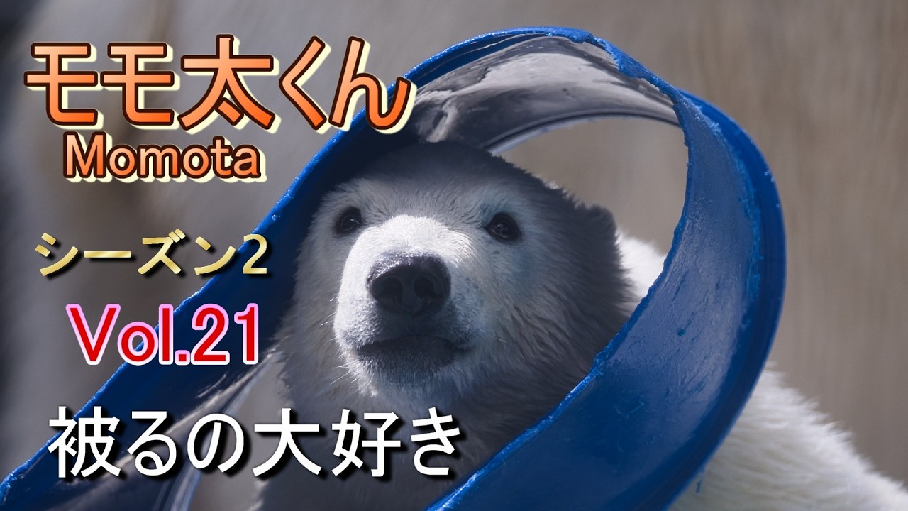 Momota 21 (Season 2) ~Oga Aquarium GAO~【A polar bear cub, Momota