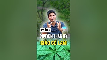 Giảo cổ lam 5 lá hay 7 lá tốt hơn #duongsam #tragiaidocgan #trathaoduoc #giaocolam