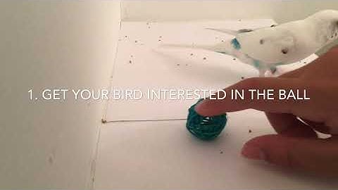 How to teach your bird to fetch | Parrots