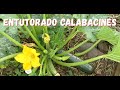 ENTUTORANDO CALABACINES Y PODA