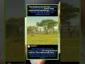 🐆Cheetah's 0.1s Sprint: Aerodynamics Wins #Wildlife #Cheetah