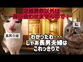 【スカッと猫ミーム】孫を遠ざけた長男嫁…なぜか玄関で泣いていた #猫ミーム