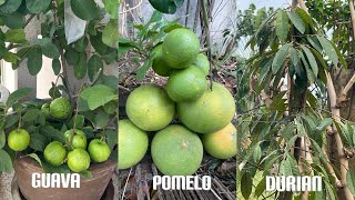Growing durian tree, Caring pomelo tree, guava tree pruning.