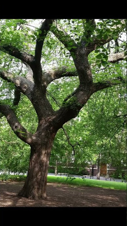 An iconic American Elm tree at University of Pennsylvania has declined