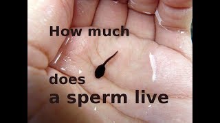 How much sperm live