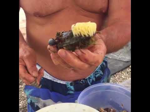 Как очистить рапана. Улитка рапан. Ракушка рапан. Рапана моллюск без раковины. Икра рапана.