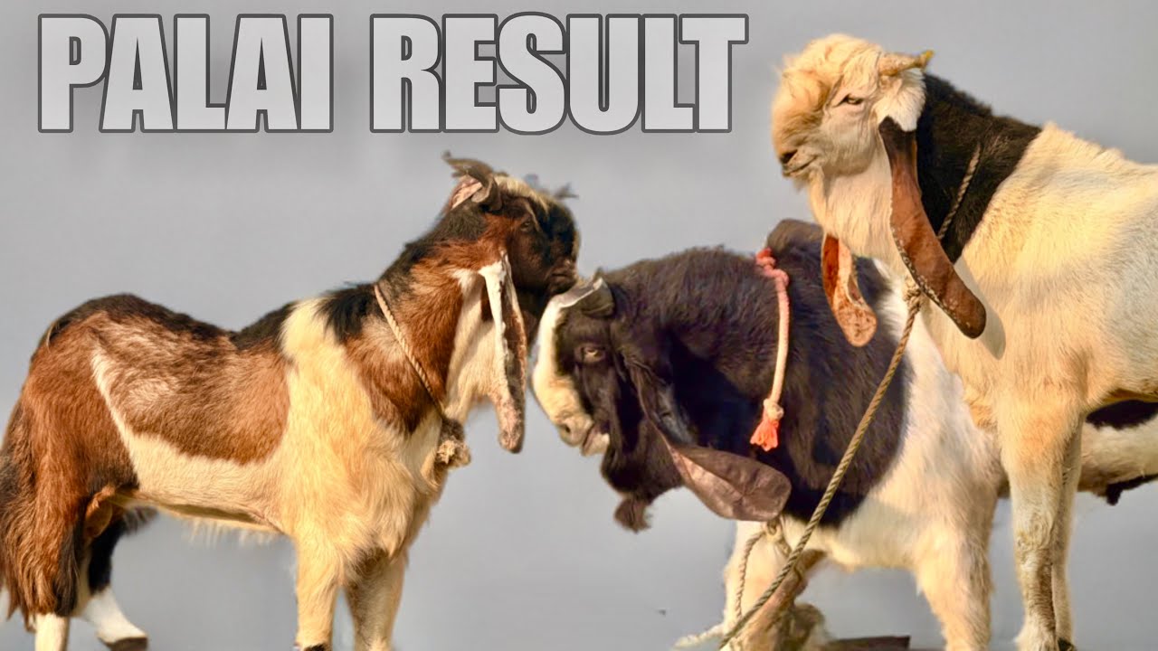 HS Farm Padgha - Exceptional Palai Result with Proof