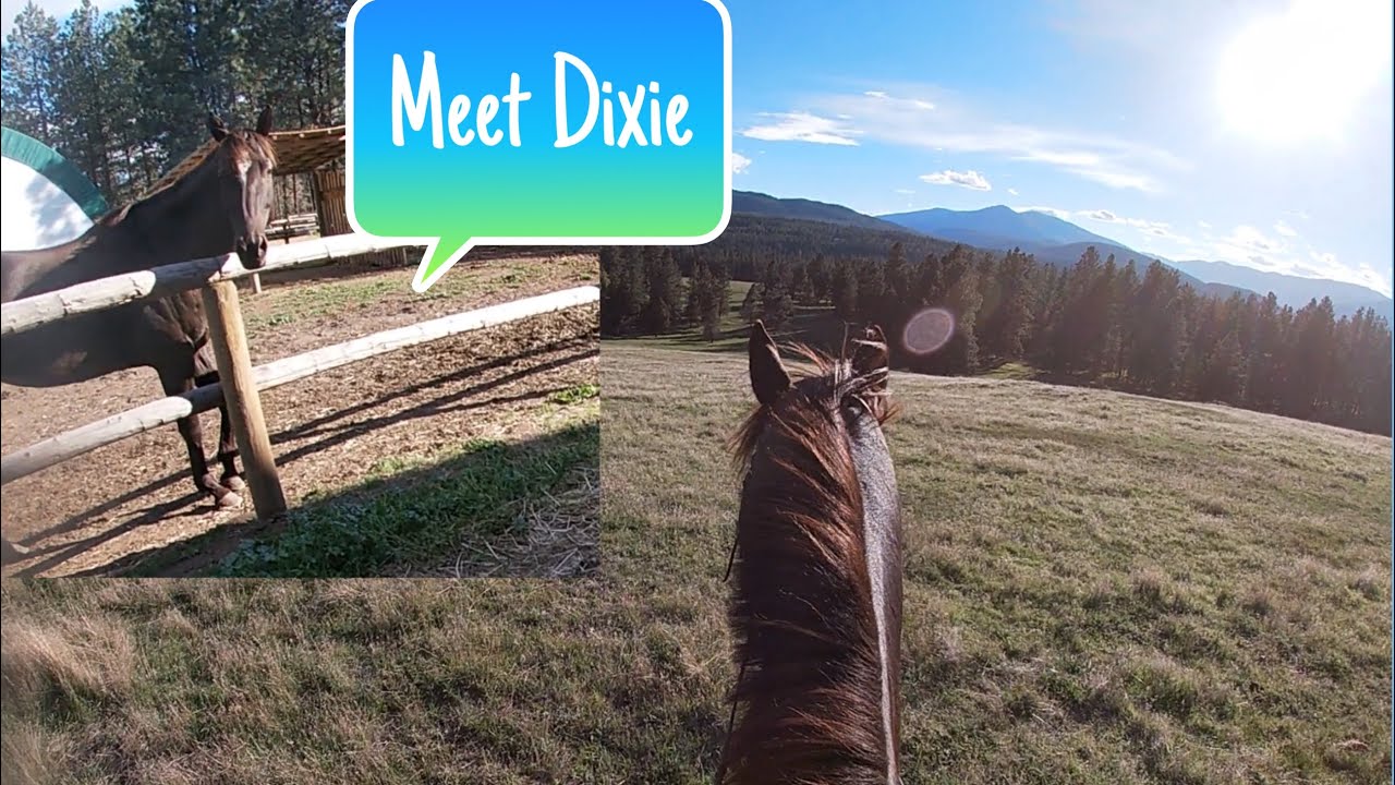 So much 2-point 😫|| tack up and ride with me /GoPro video - YouTube