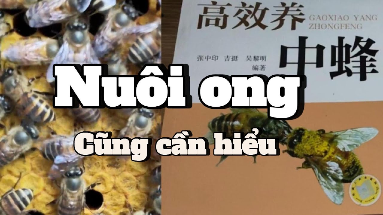 Nuôi ong cũng cần hiểu - Bạn đang sống cạnh một nền văn minh khổng lồ.