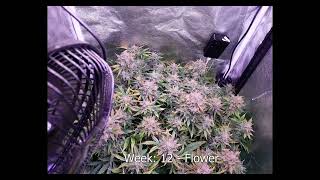 Timelapse: Northern Lights Auto with Greenhouse Feeding