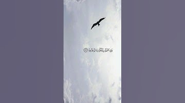 اكتب شئ تؤجر عليه II آيات القرآن بتلاوة عبدالرحمن مسعد🇵🇸#الايمان_راحة_الانسان