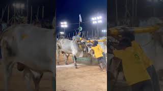 Bandi sahitsri pavan garu | jidugu gramam | Ongole bulls | Beast performance | viral | YouTube