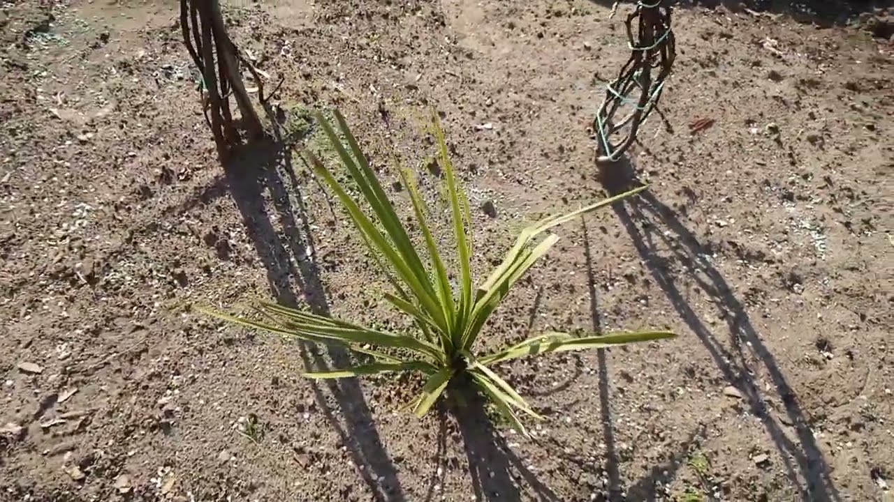 (220) Kordylina australijska zimowanie na trzy różne sposoby - test 🤔