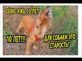 Спаниель Сёма: Уже 10 лет. Собачья старость?