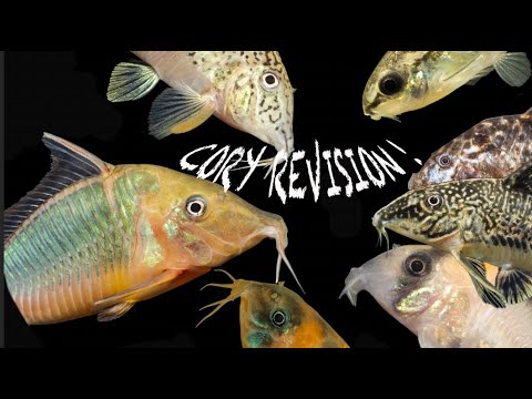 Corydoras all the new names! Aspidoras, Scleromystax, Hoplisoma, Brochis, Gastrodermus, Osteogaster